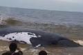 Baleine moanda