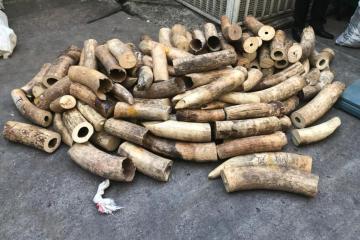 Congolais-1.jpg