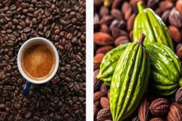 cacao congolais