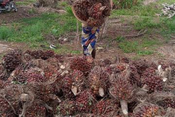 Une vue de récolte des régimes de noix de palme dans le territoire de Dibaya au Kasaï-Central. PHOTO FDA