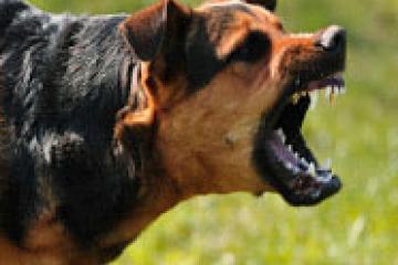 la rage canine