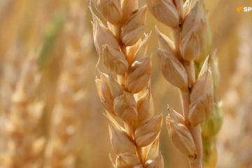 agriculture