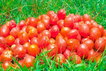 Hausse de prix des tomates à Bunia