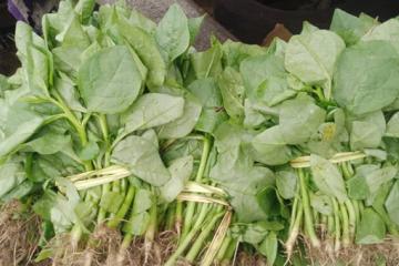 légumes 