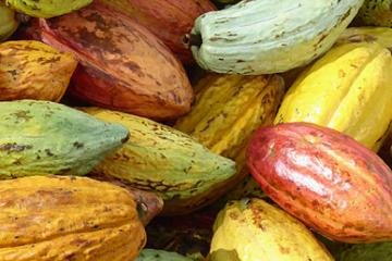cacao