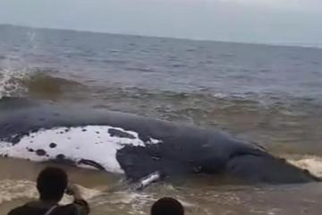 Baleine moanda