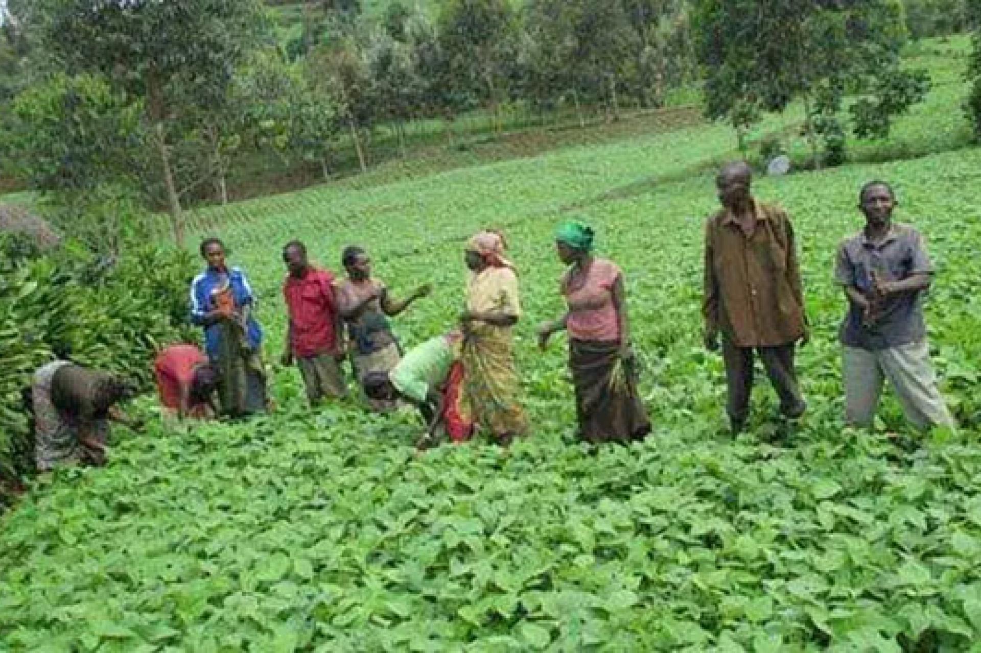 agricu.jpg