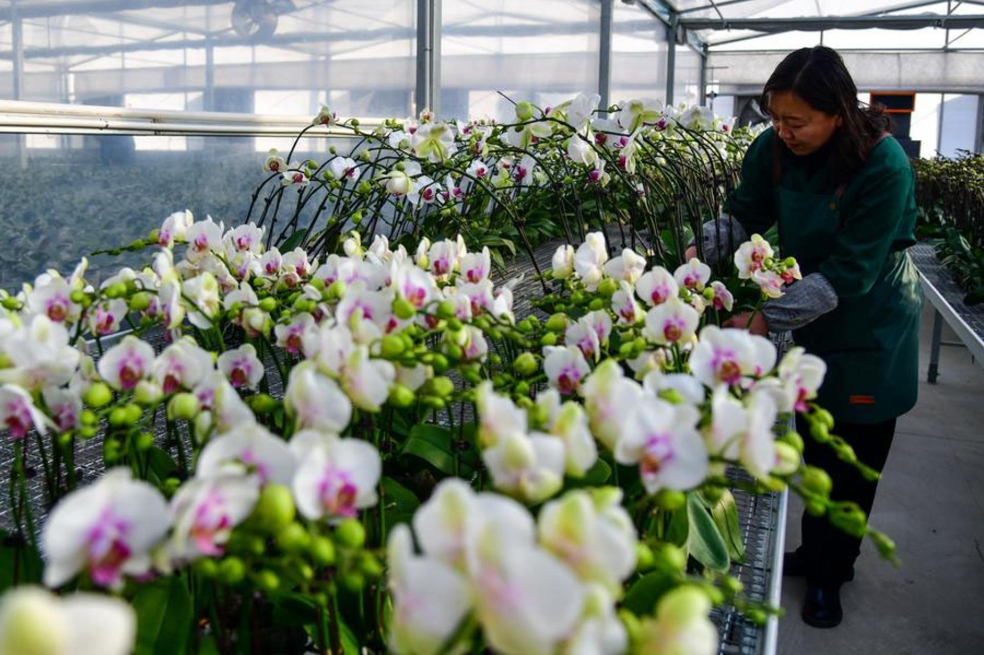Des orchidées phalaenopsis fleurissent dans des serres de fleurs à Zibo, ville de la province chinoise du Shandong (est), le 8 janvier 2024.  Photo Zhu Zheng