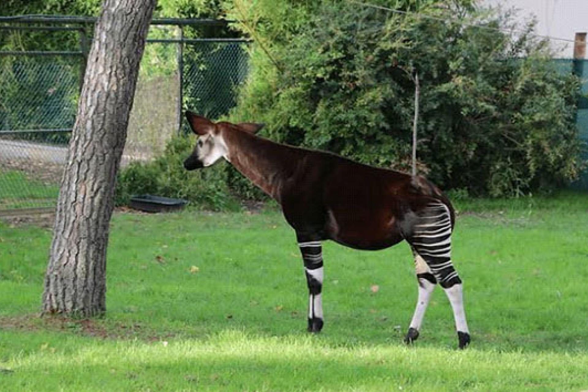 okapis 