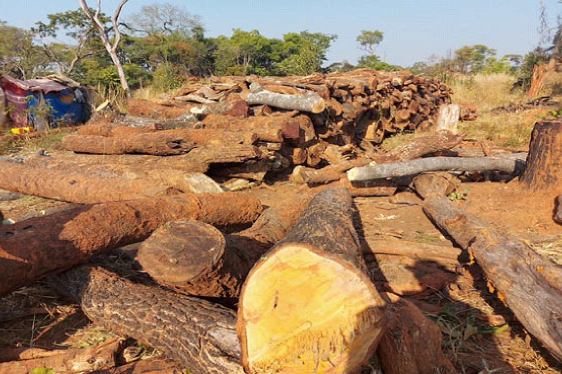 Une vue des arbres coupés. 