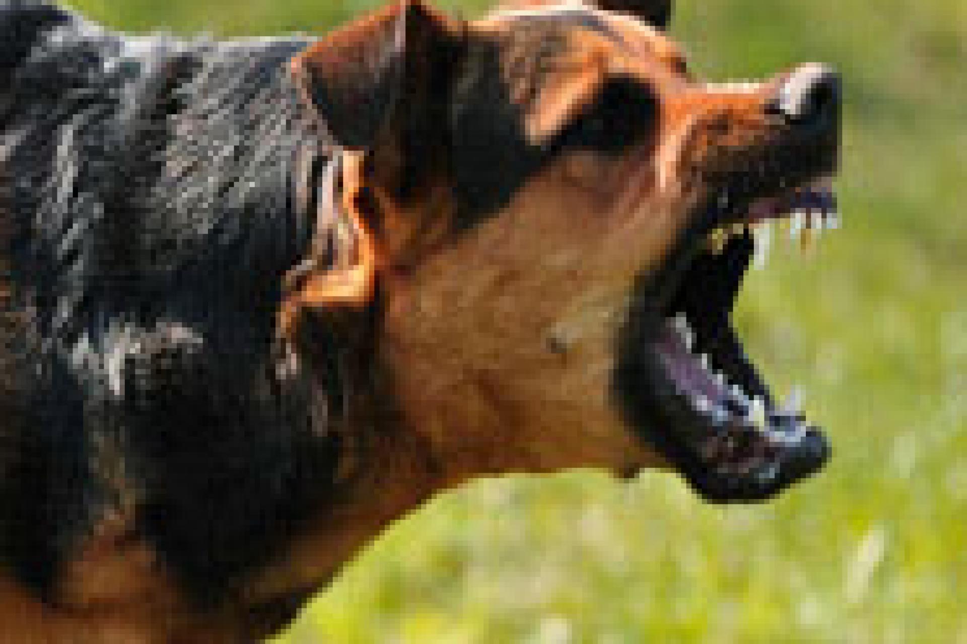 la rage canine