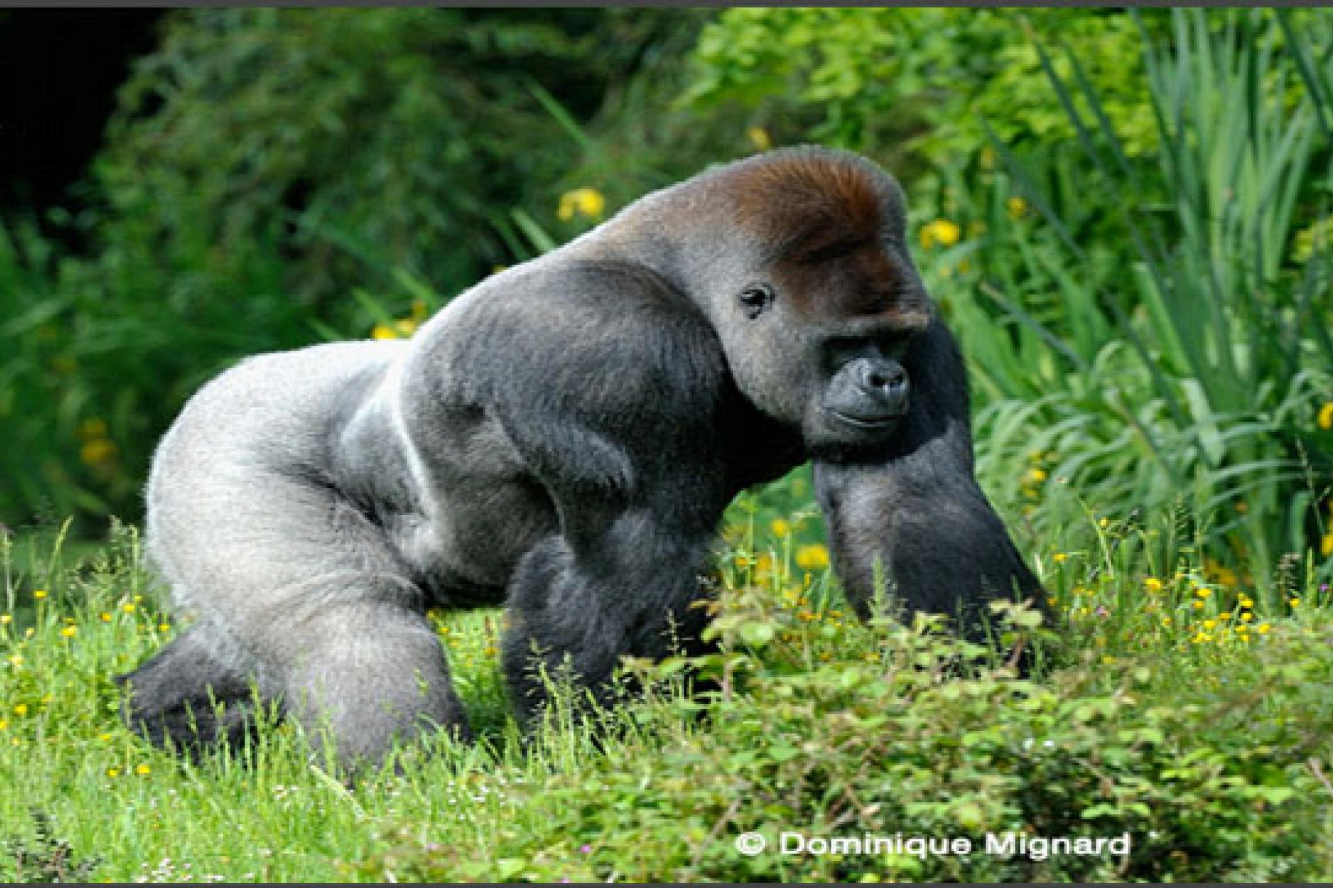 Parc national de Kahuzi-Biega