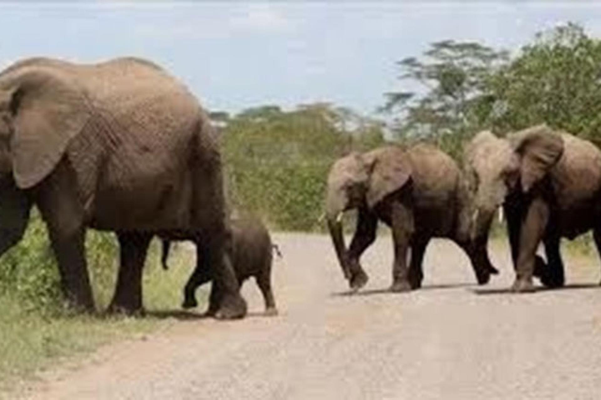 Des pachydermes en migration sauvage sèment la mort parmi les humains à Yakoma. Photo droits tiers