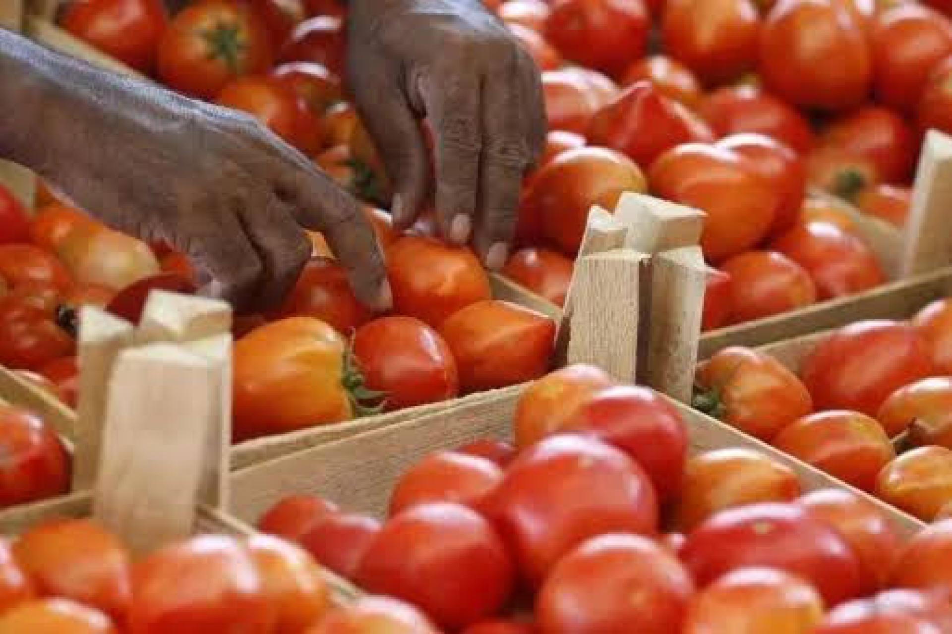 Tomates