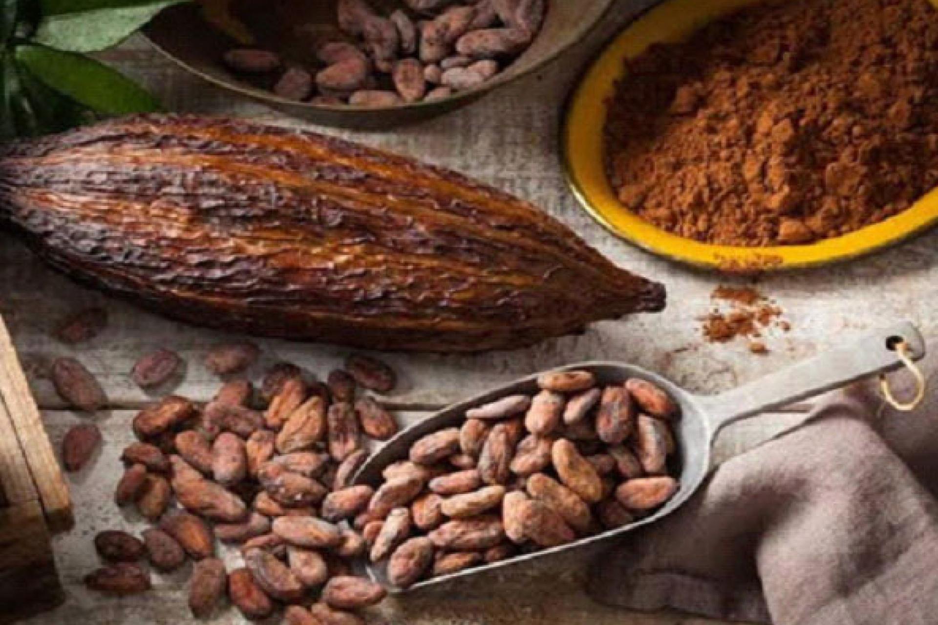 Le cacao moulu et le cacao en graines.