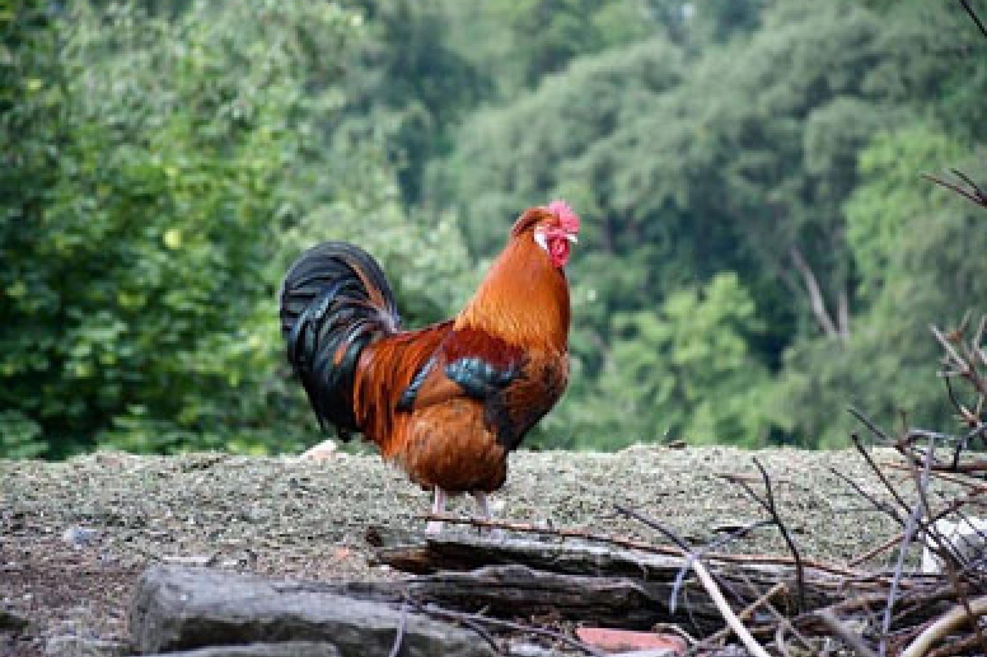 Un coq du village, élément symbolique du rites coutumier au Kasai. Photo droits tiers