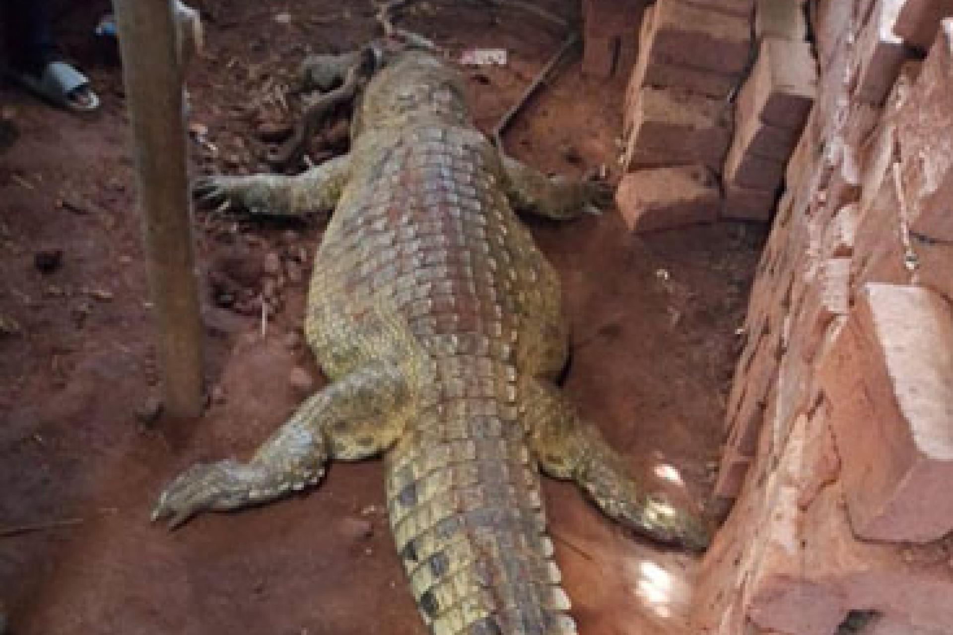 Caiman