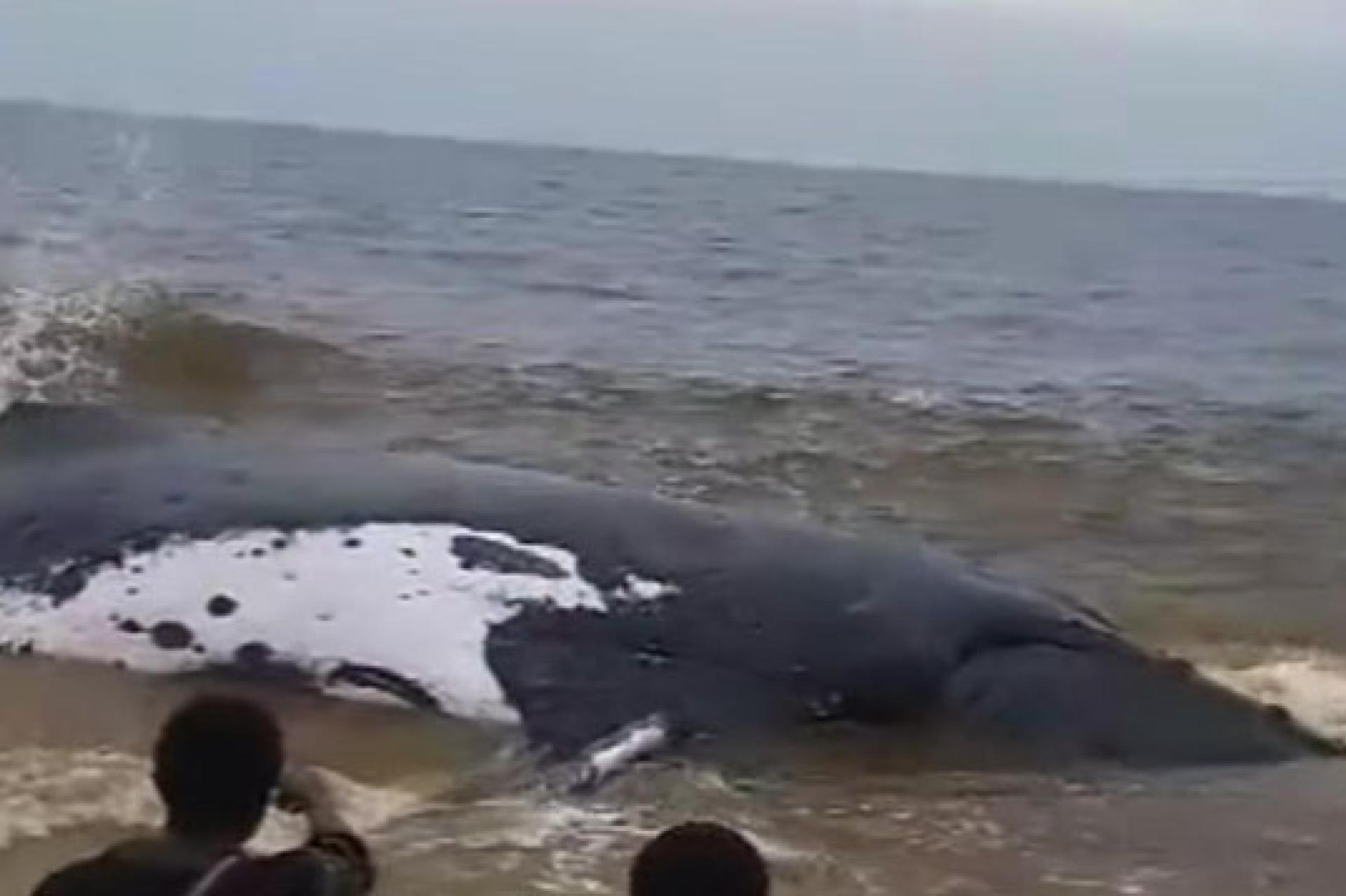 Baleine moanda